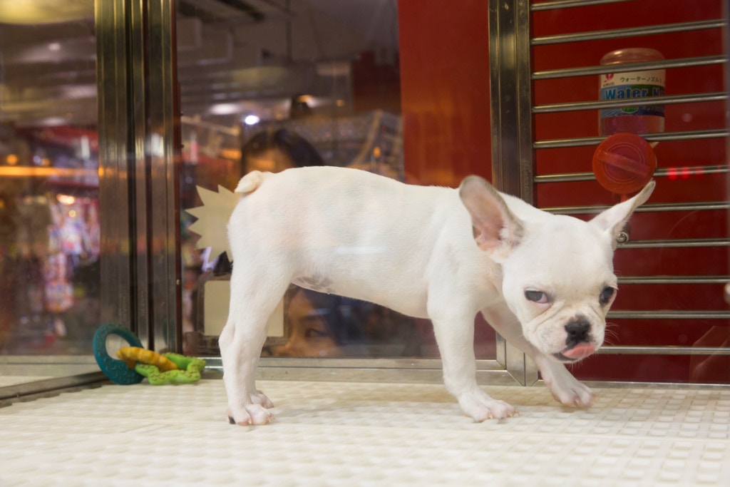 漁護署解釋,由於部份狗場在「139B」實施後,需要更改設施等,所以他們去年繁育的幼犬存量或出售數量受到影響。(羅君豪攝)