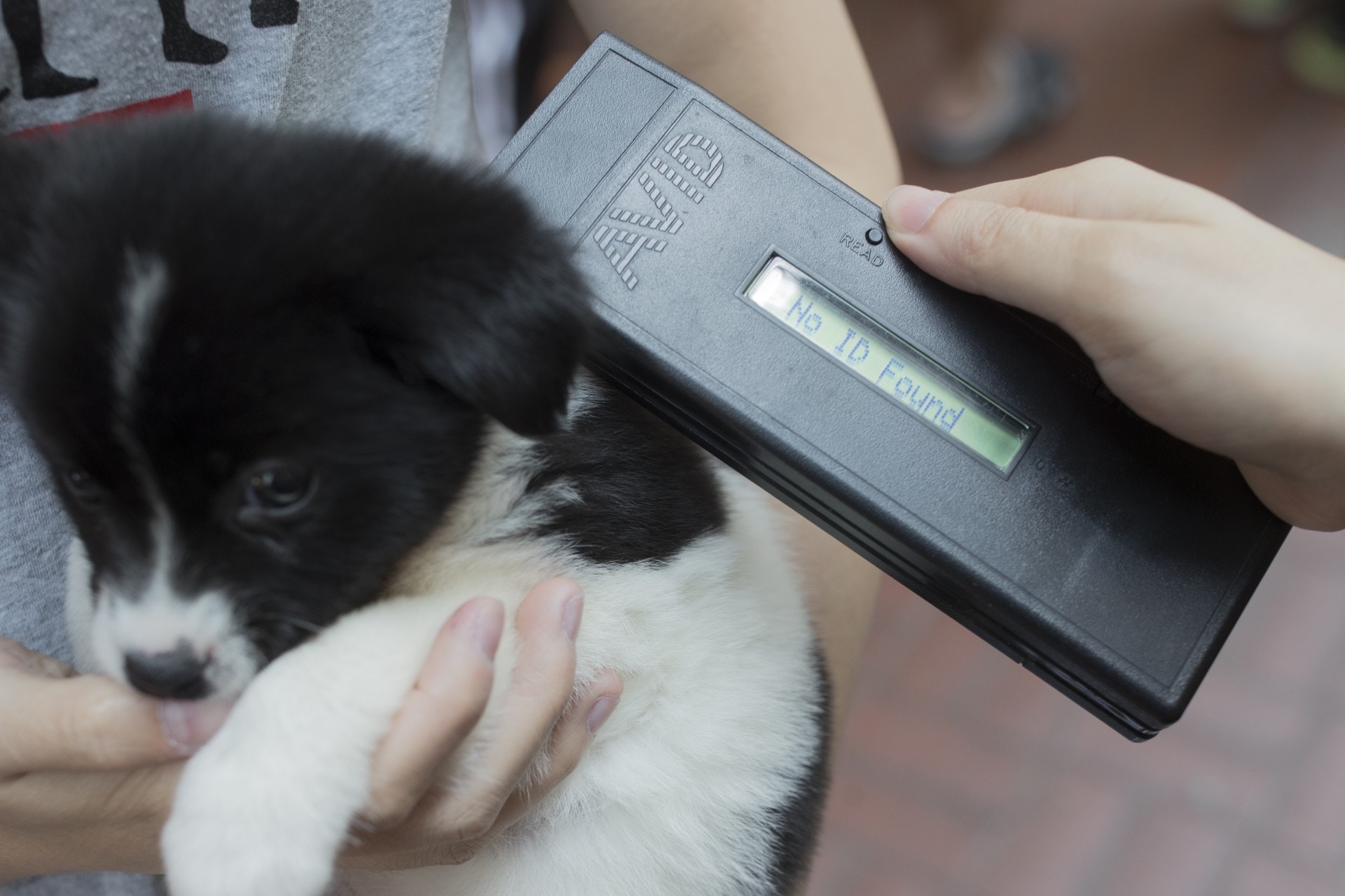 抽查結果發現,當中竟有兩隻狗隻,晶片機顯示為「No ID Found(未檢測到晶片)」,惟主人拒絕透露寵物店名稱。(余俊亮攝)