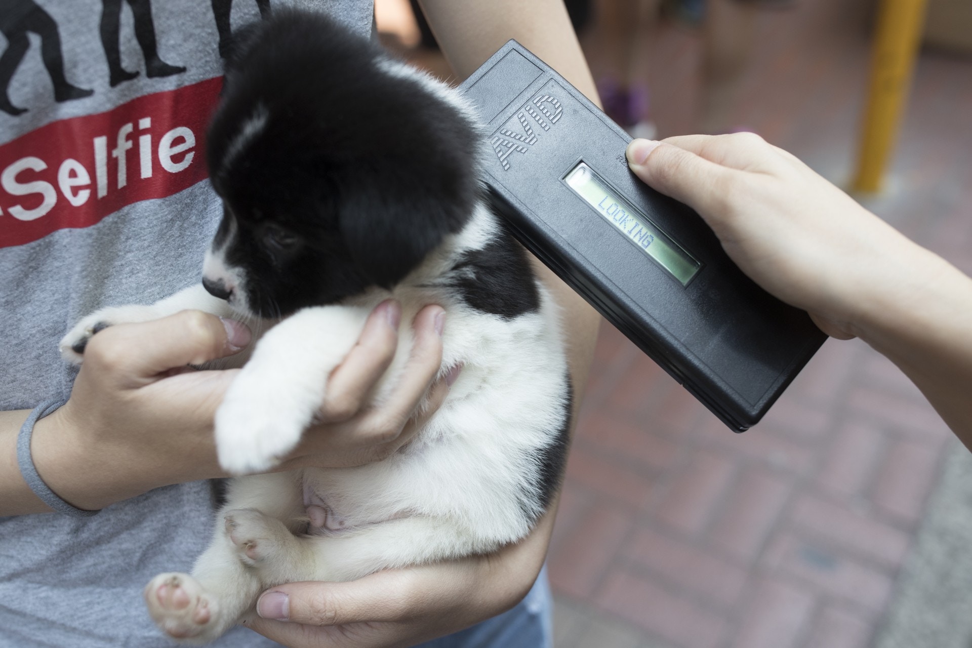 記者街頭抽查發現,圖中蝴蝶狗未被檢測到晶片。(余俊亮攝)