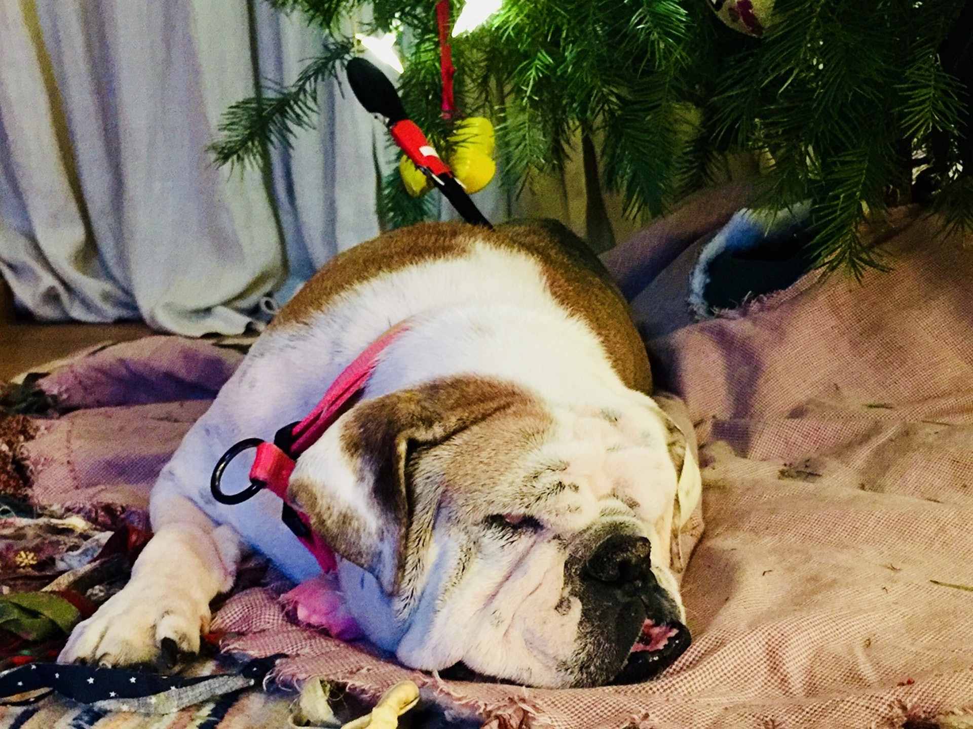 聖誕樹下是放禮物的地方，也是Jolene最愛躺睡的位置，每天都在期待佳節到臨。（受訪者提供圖片）