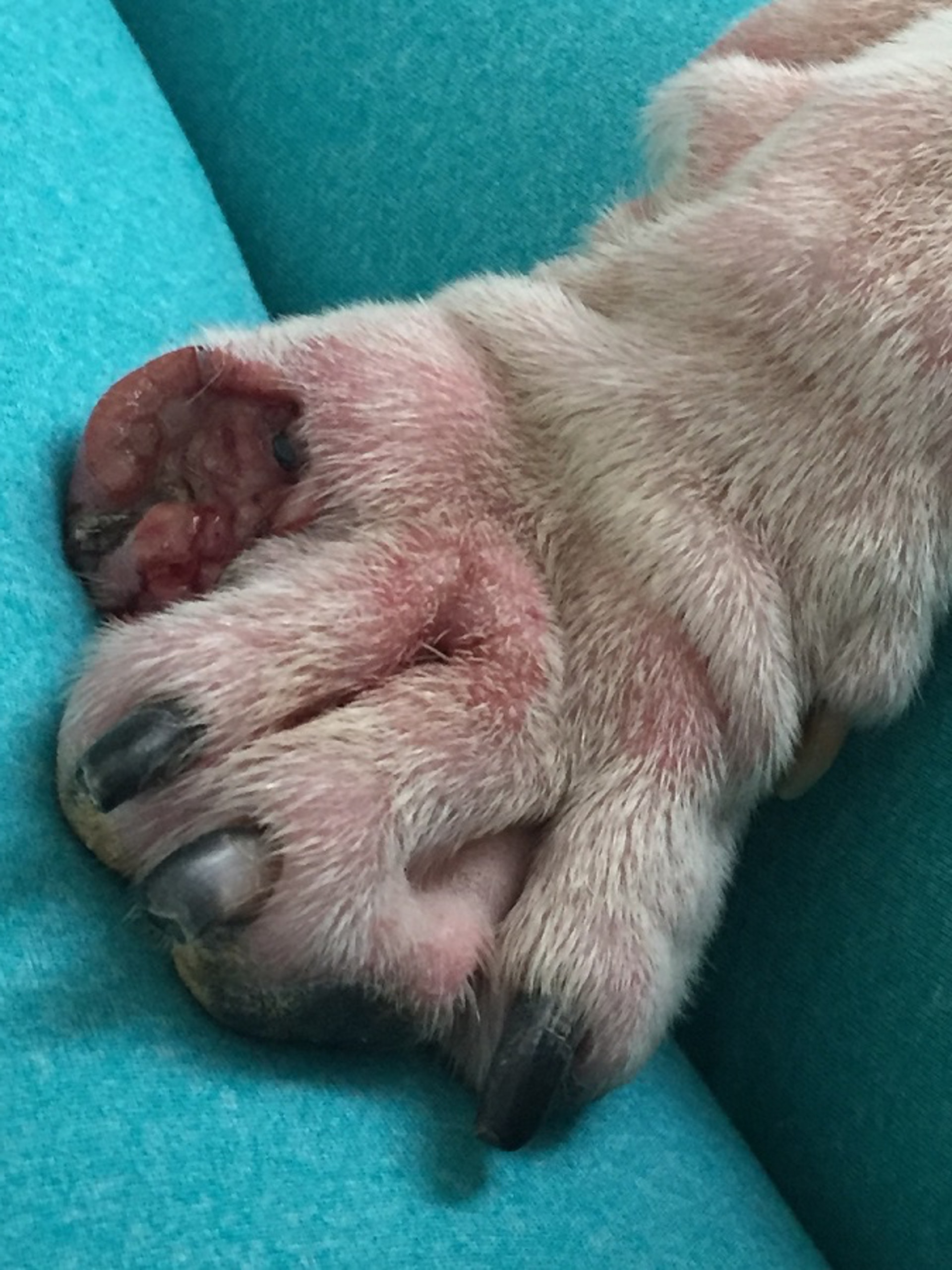 Jayne相信愛犬的前趾是被強行扯斷。(受訪者提供圖片)