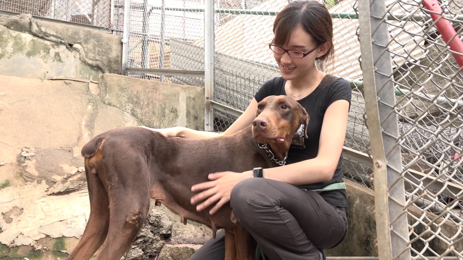 修例後救狗之家仍收到繁殖場的純種棄犬。（鄧穎韜攝）