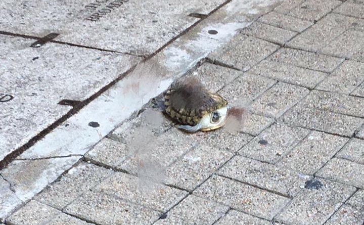 網民在大埔發現龜屍。(受訪者提供圖片)