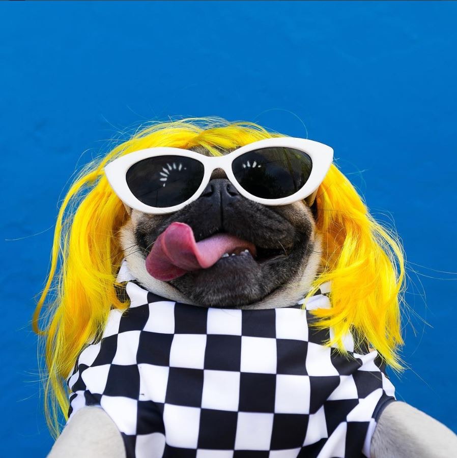 Doug是一隻八哥犬，因為造型多多而成名。(itsdougthepug)