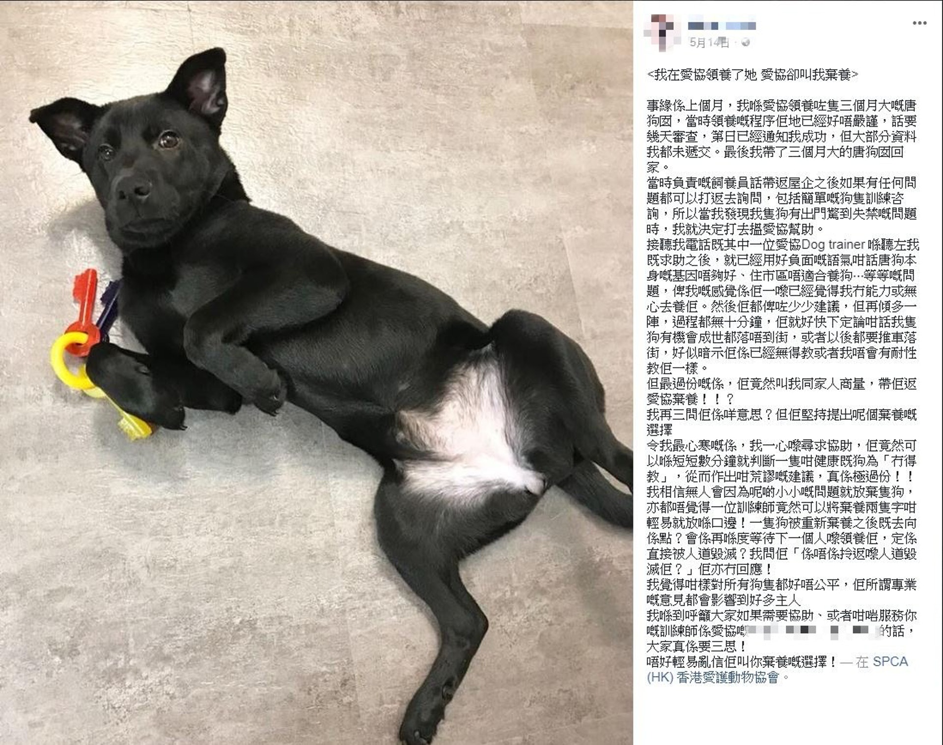 Elyse在facebook發文指,狗狗因行為問題曾求助愛協犬隻訓練員,稱職員曾建議她棄養,令她不滿。(網上截圖) Elyse在facebook發文指,狗狗因行為問題曾求助愛協犬隻訓練員,稱職員曾建議她棄養,令她不滿。(網上截圖)