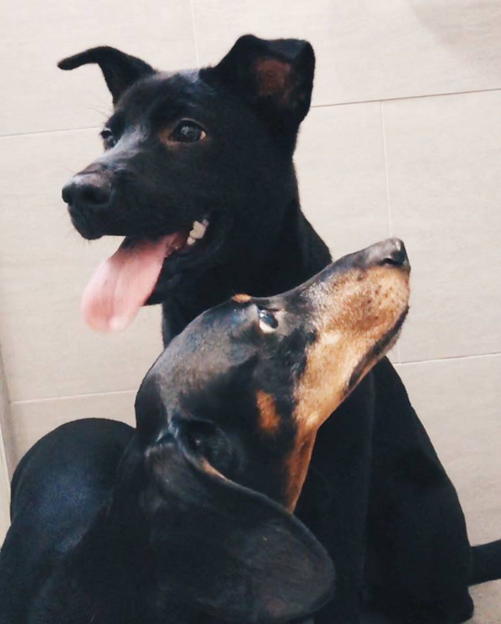 Peas是一頭黑毛唐狗,雖然膽小,卻溫馴友善。(受訪者提供) Peas是一頭黑毛唐狗,雖然膽小,卻溫馴友善。(受訪者提供)