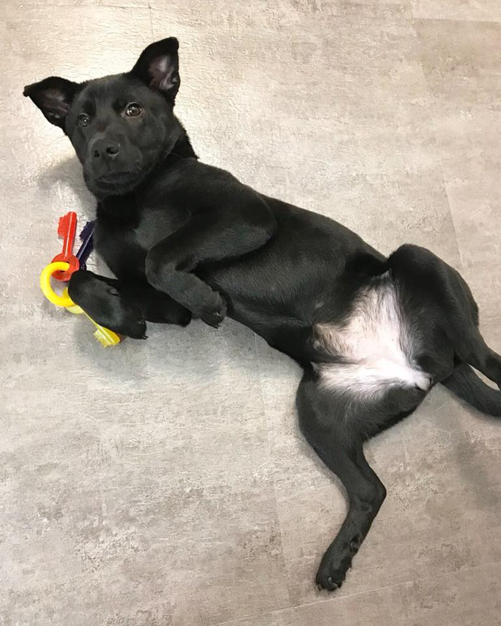 主人重申即使對愛協的解釋有所質疑,但強調分享事件是為讓其他主人反思領養的意義,鼓勵面對相似難關的主人能借鏡參考。(受訪者提供) 主人重申即使對愛協的解釋有所質疑,但強調分享事件是為讓其他主人反思領養的意義,鼓勵面對相似難關的主人能借鏡參考。(受訪者提供)