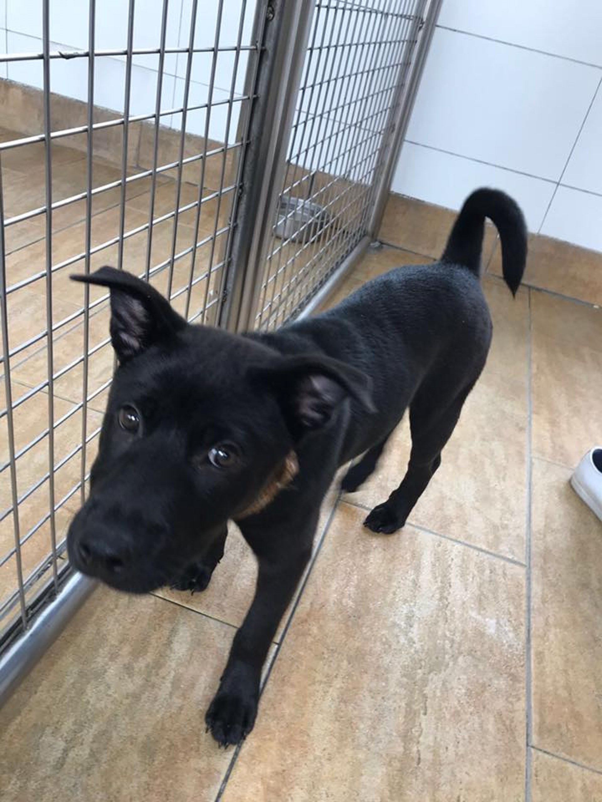 主人強調只要有耐性及時間,定可改善狗狗的行為問題,不應對生命輕易言棄。(受訪者提供) 主人強調只要有耐性及時間,定可改善狗狗的行為問題,不應對生命輕易言棄。(受訪者提供)