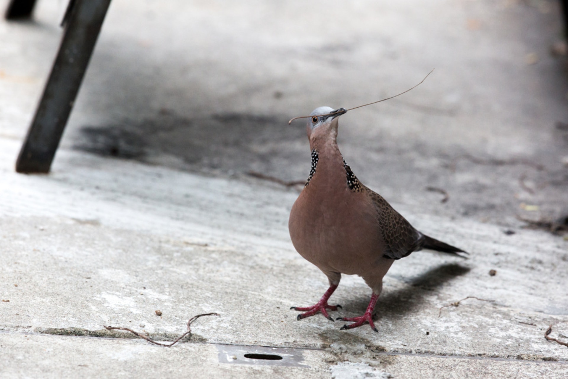 本地常見動物之一珠頸斑鳩。(資料圖片) 本地常見動物之一珠頸斑鳩。(資料圖片)
