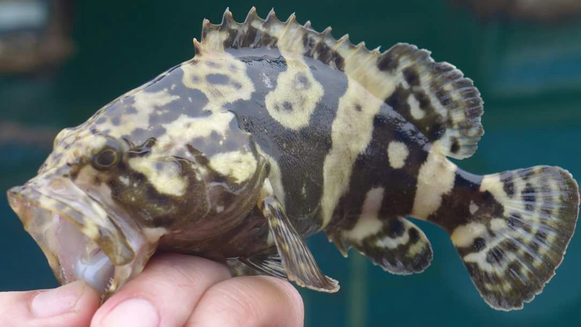 圖中為沙巴躉,環保團體擔心牠們更有可能與本地品種雜交,污染基因庫。(HK01)