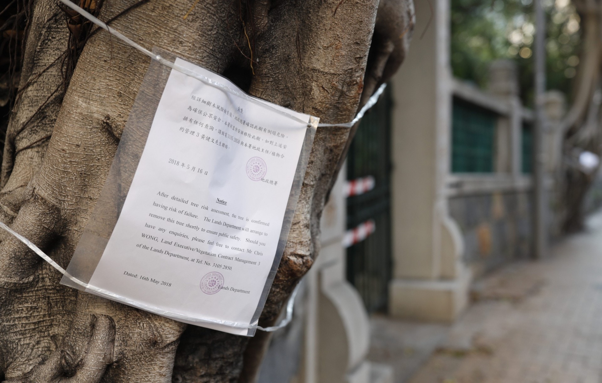 地政總署張貼告示，將移除榕樹。（余俊亮攝）