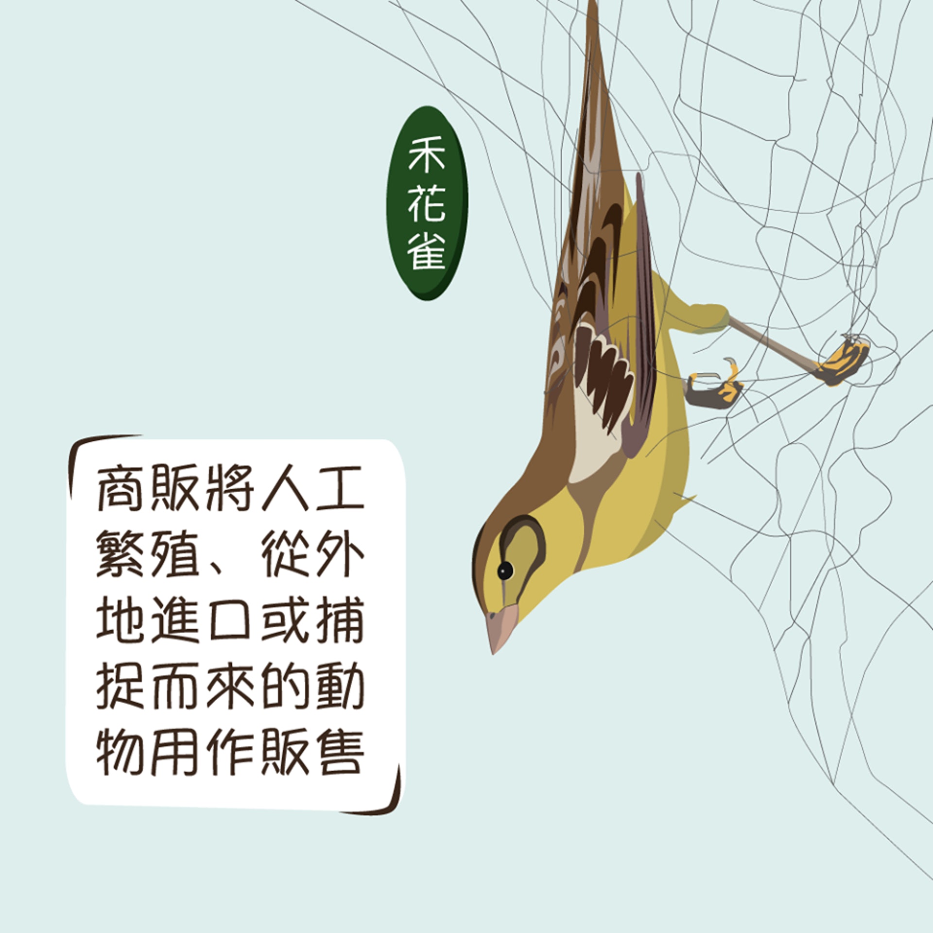 關注香港自然生態的網站「綠洲 Oasistrek」,在facebook專頁發佈10張自創插畫,解釋放生的壞影響。(漁農自然護理署圖片)