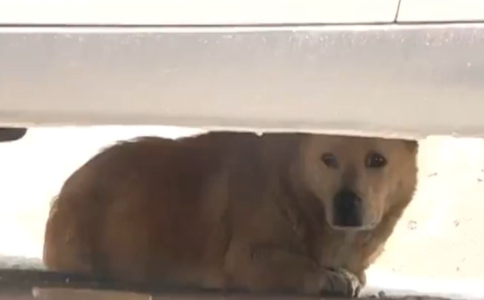 杭州版忠犬八公留守舊屋癡癡地等主人因為