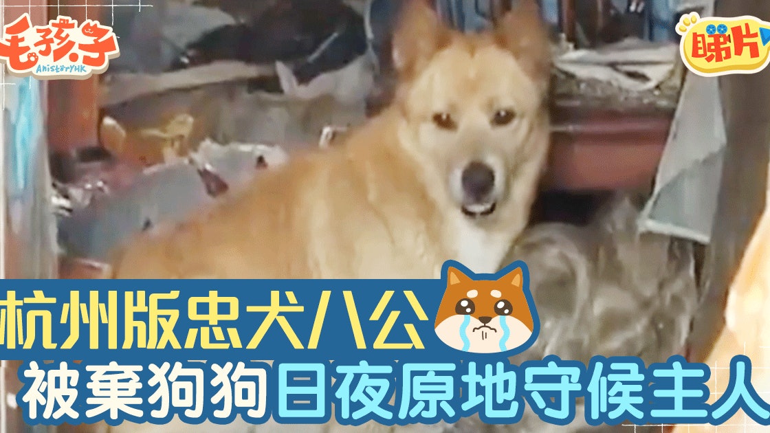 杭州版忠犬八公留守舊屋癡癡地等主人因為 香港01 寵物 杭州版忠犬八公留守舊屋癡癡地等主人因為 香港01 寵物