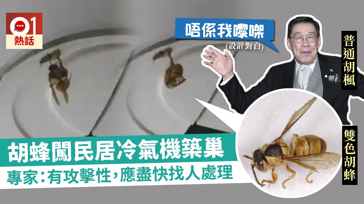 胡蜂侵佔冷氣機築巢 網民求教點算 專家指具攻擊性:應盡快處理 胡蜂侵佔冷氣機築巢 網民求教點算 專家指具攻擊性:應盡快處理
