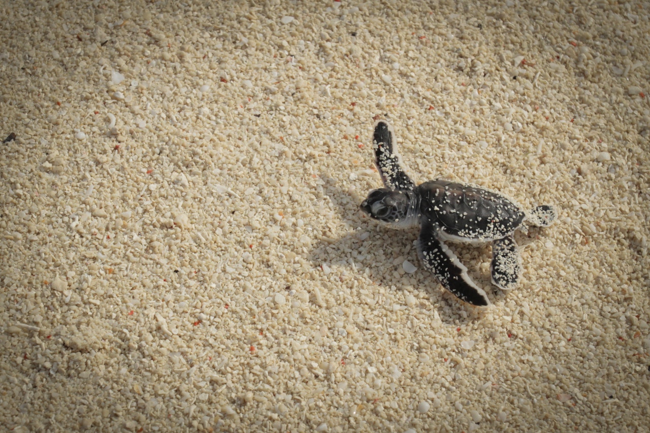 綠海龜(Green turtle © WWF-Malaysia)