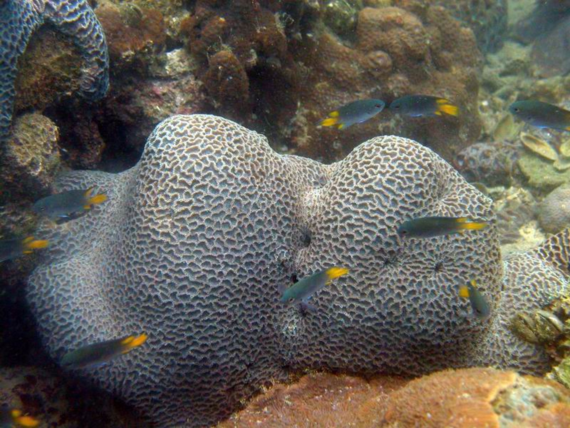石珊瑚(Hard coral © WWF-Hong Kong)