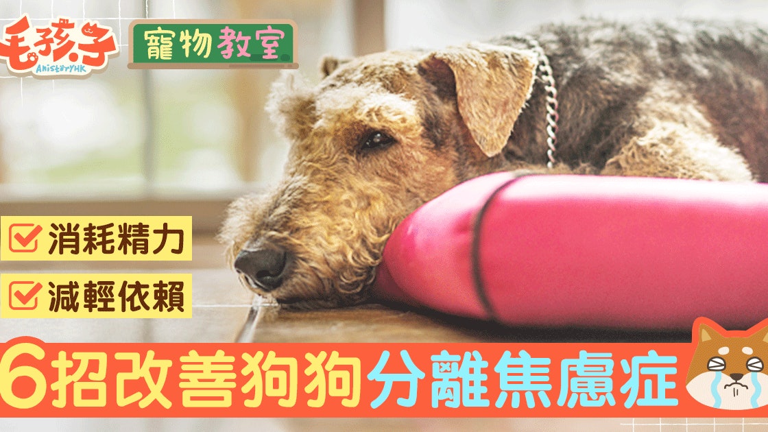 狗狗有分離焦慮症 6個改善狗狗情緒的方法 香港01 寵物