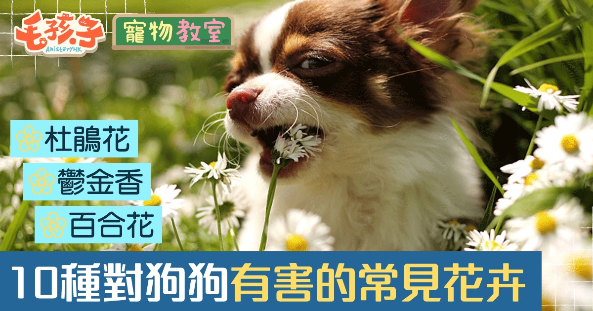 千萬別亂吃10種對狗狗有毒的常見花卉 香港01 寵物 千萬別亂吃10種對狗狗有毒的常見花卉 香港01 寵物