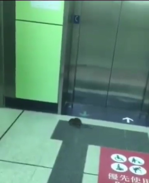 有網民拍到一隻老鼠在港鐵站內「等𨋢」。(fb群組「香港花生友」影片截圖) 有網民拍到一隻老鼠在港鐵站內「等𨋢」。(fb群組「香港花生友」影片截圖)