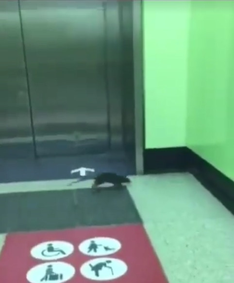 老鼠「等𨋢」期間發現有人正偷拍牠,立即跑走。(fb群組「香港花生友」影片截圖) 老鼠「等𨋢」期間發現有人正偷拍牠,立即跑走。(fb群組「香港花生友」影片截圖)