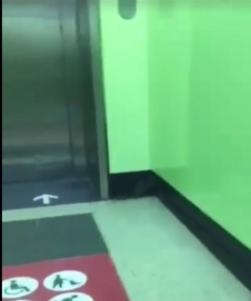 老鼠其後跑到升降機旁邊的去水口,躲入小洞中。(fb群組「香港花生友」影片截圖) 老鼠其後跑到升降機旁邊的去水口,躲入小洞中。(fb群組「香港花生友」影片截圖)