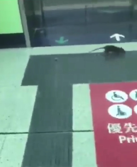 有網民拍到一隻老鼠在港鐵站內「等𨋢」。(fb群組「香港花生友」影片截圖) 有網民拍到一隻老鼠在港鐵站內「等𨋢」。(fb群組「香港花生友」影片截圖)