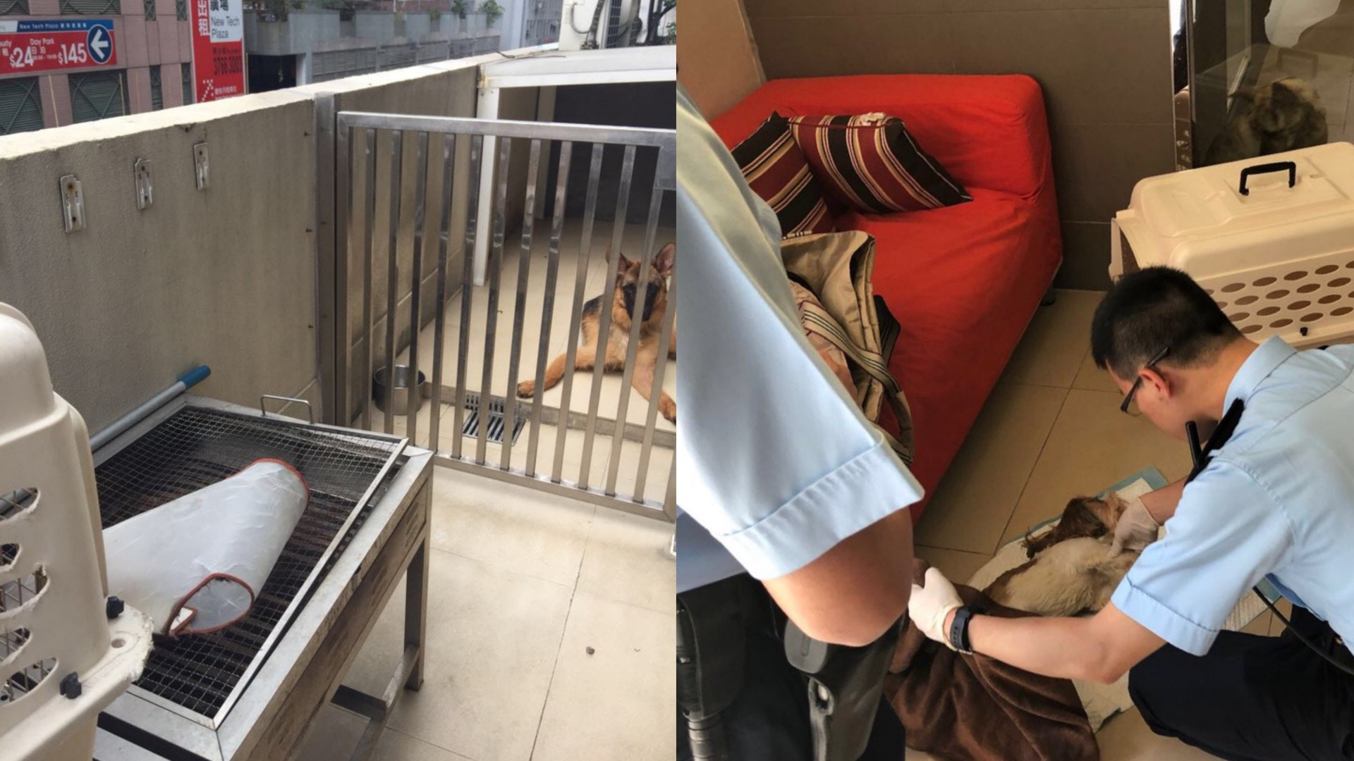 狗酒店發生狗狗墮樓意外,事件存在很多疑點。(Man Man提供圖片)