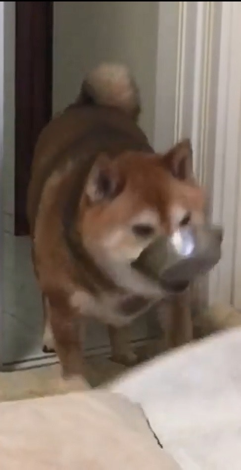 çœ¼çœ‹ä¸»äººç„¡å¤ªå¤§åæ‡‰ï¼ŒMaruå†å¼èµ·é£¯ç¢—ã€‚ï¼ˆigã€Œmarutheshibaã€å½±ç‰‡æˆªåœ–ï¼‰