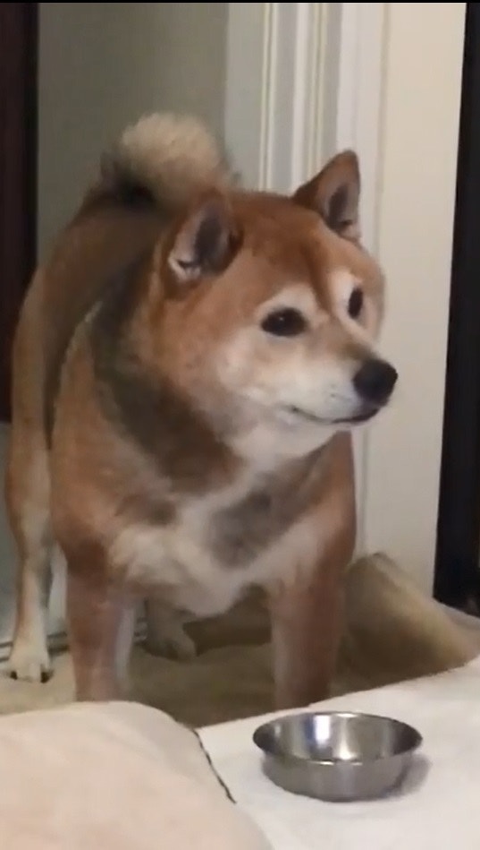 Maruæ±ºå®šèµ°è¿‘ä¸€æ­¥æ”¾é£¯ç¢—æ‘”åœ¨åºŠä¸Šã€‚ï¼ˆigã€Œmarutheshibaã€å½±ç‰‡æˆªåœ–ï¼‰