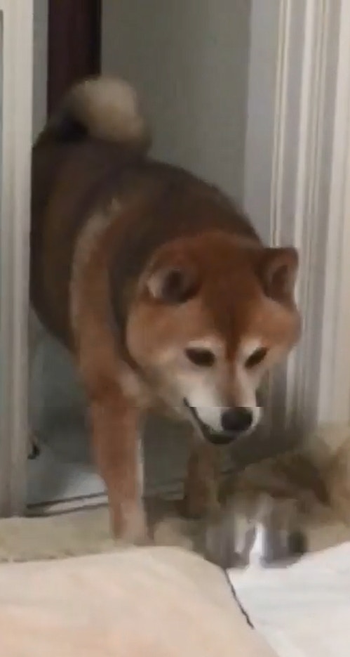 Maruæ‘”ä¸‹é£¯ç¢—ç¤ºæ„è‡ªå·±æƒ³è¦é£Ÿç‰©ã€‚ï¼ˆigã€Œmarutheshibaã€å½±ç‰‡æˆªåœ–ï¼‰