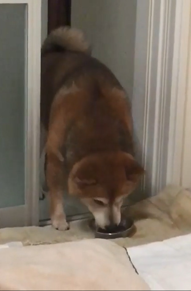 Maruå…ˆå¼èµ·é£¯ç¢—ã€‚ï¼ˆigã€Œmarutheshibaã€å½±ç‰‡æˆªåœ–ï¼‰