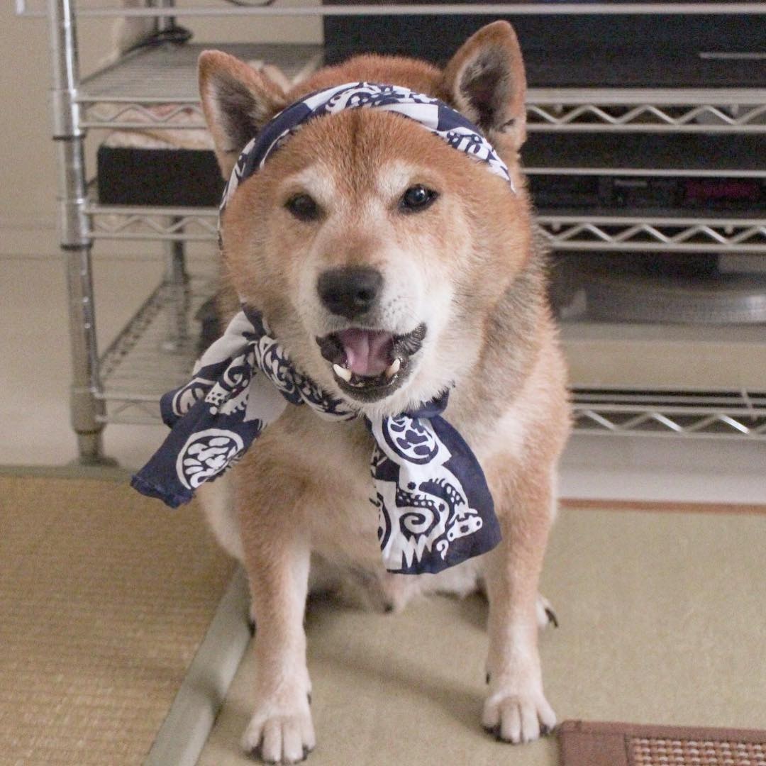 Maruçš„èŒæ¨£æ·±å—ç¶²æ°‘æ­¡è¿Žã€‚ï¼ˆigã€Œmarutheshibaã€åœ–ç‰‡ï¼‰