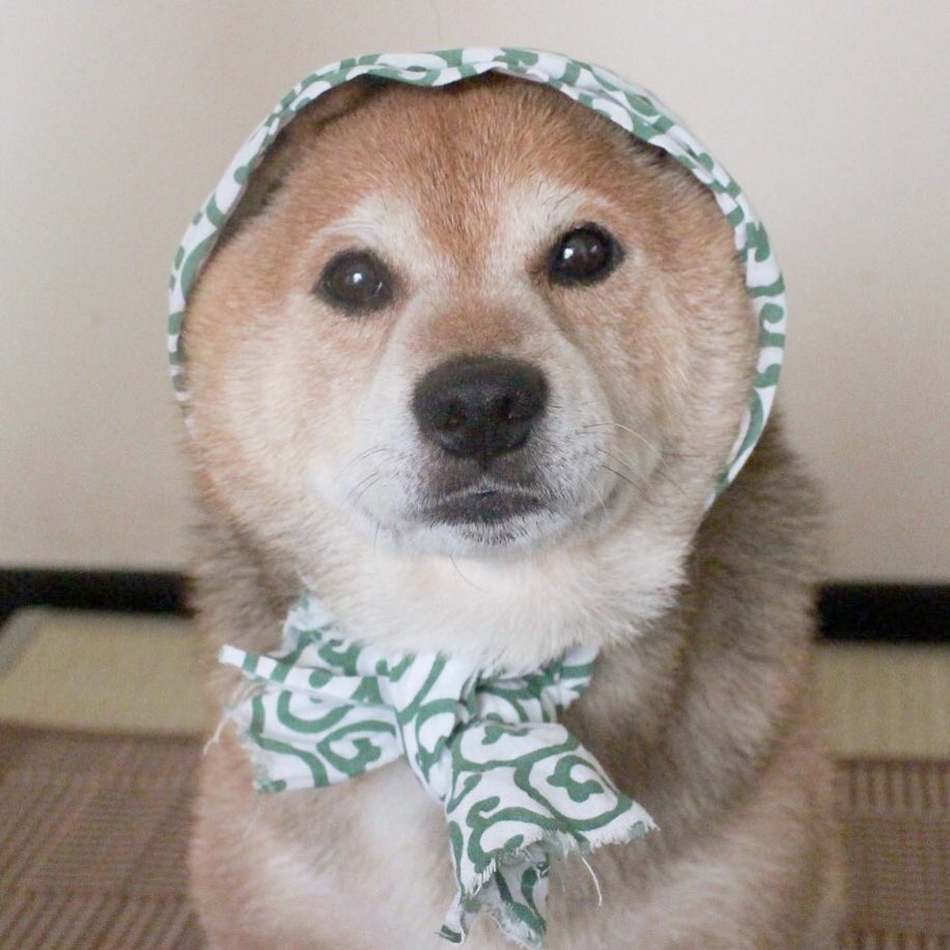 Maruçèæ¨£æ·±åç¶²æ°æ¡è¿ãï¼igãmarutheshibaãåçï¼
