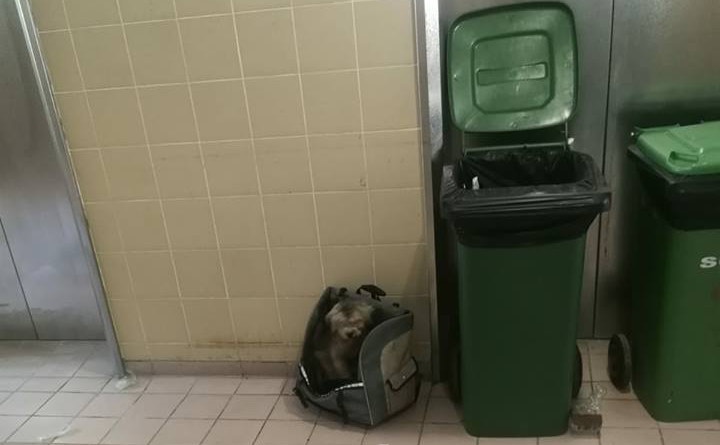 狗狗被遺棄於垃圾桶旁。(唐狗會學習營facebook圖片)