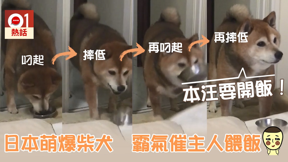 日本傻萌柴犬maru超有個性霸氣掟飯碗催狗奴快餵飯 日本傻萌柴犬maru超有個性霸氣掟飯碗催狗奴快餵飯