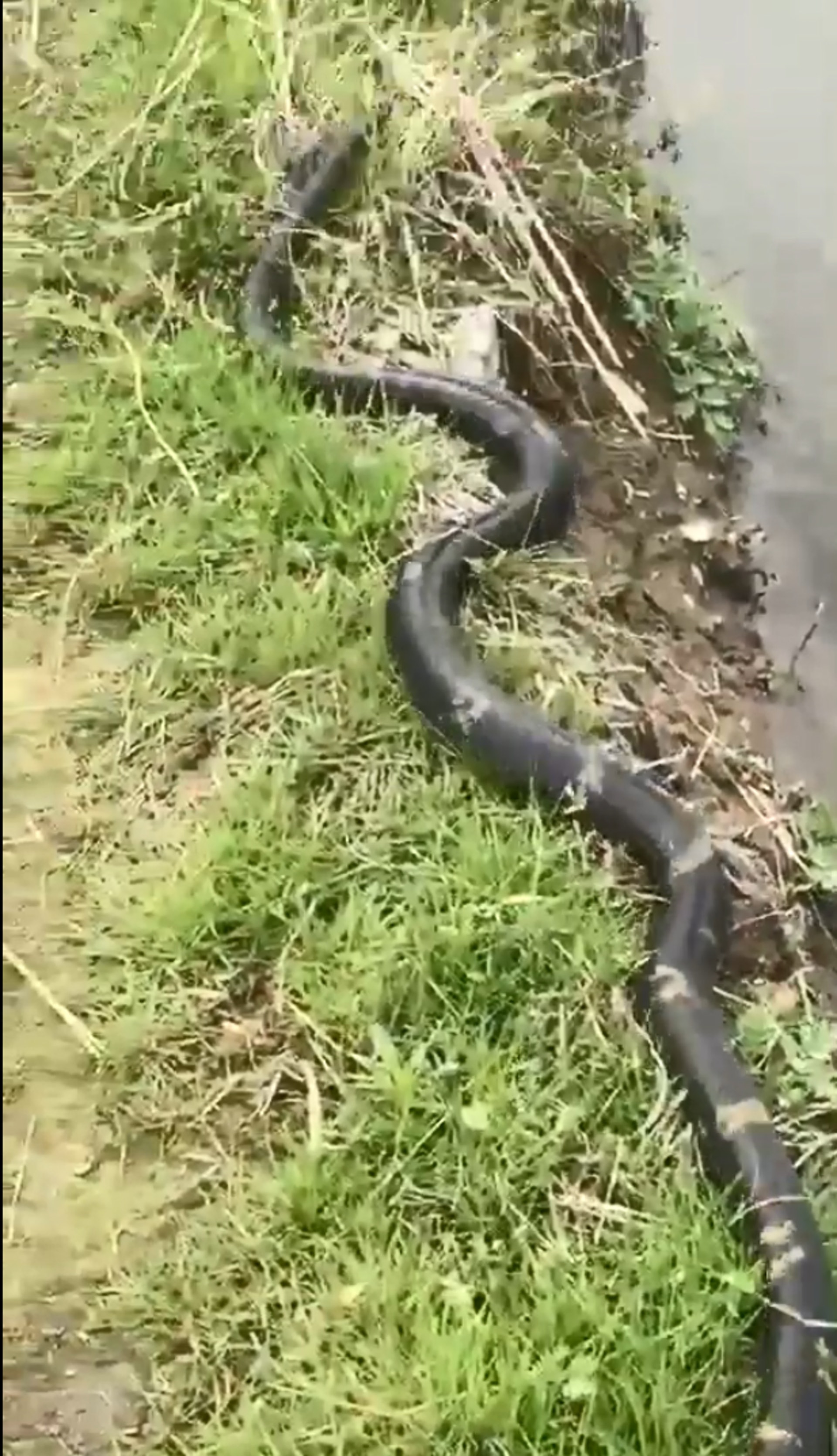 行山客驚見巨型飯鏟頭毒性可致命女蛇王 好少見咁大條 行山客驚見巨型飯鏟頭毒性可致命女蛇王 好少見咁大條
