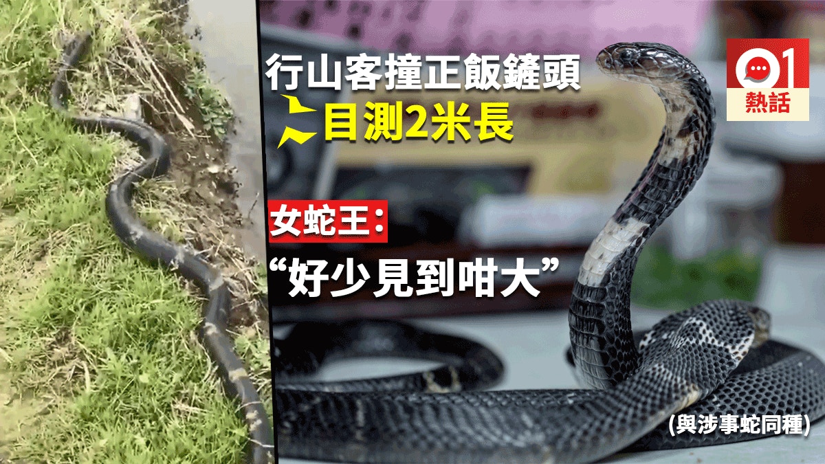 行山客驚見巨型飯鏟頭毒性可致命女蛇王 好少見咁大條