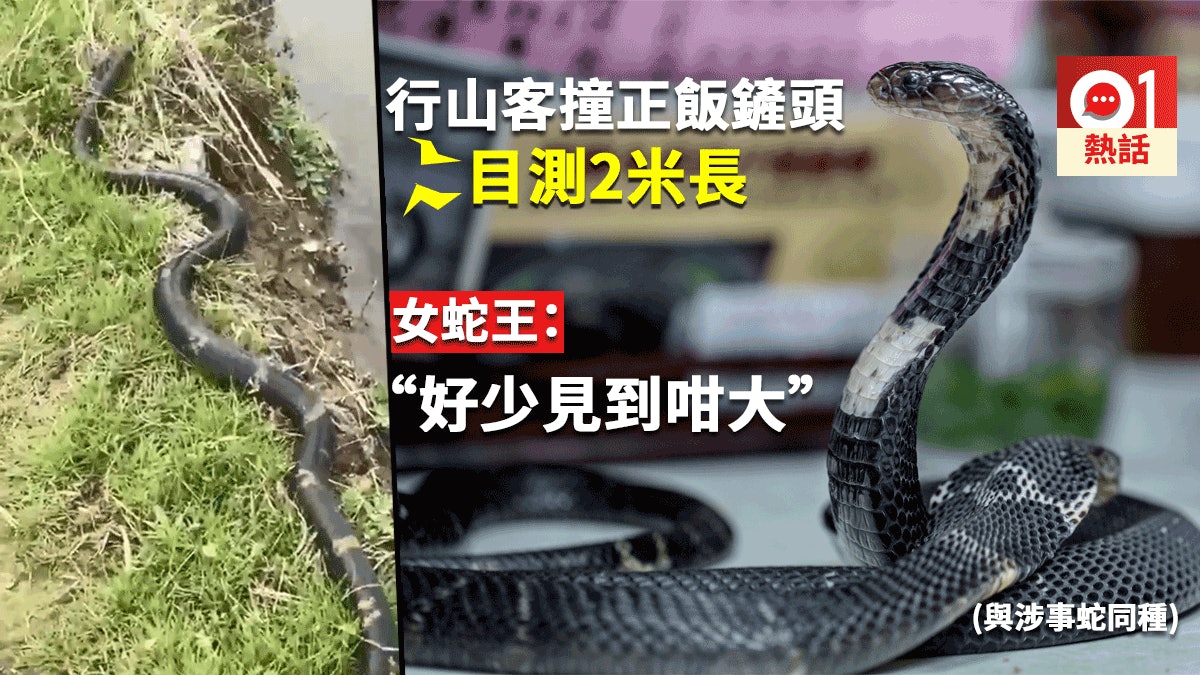 行山客驚見巨型飯鏟頭毒性可致命女蛇王 好少見咁大條 行山客驚見巨型飯鏟頭毒性可致命女蛇王 好少見咁大條
