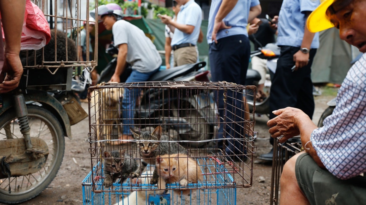 玉林狗肉節應否叫停?各動保組織網上聯署盼取消 玉林狗肉節應否叫停?各動保組織網上聯署盼取消