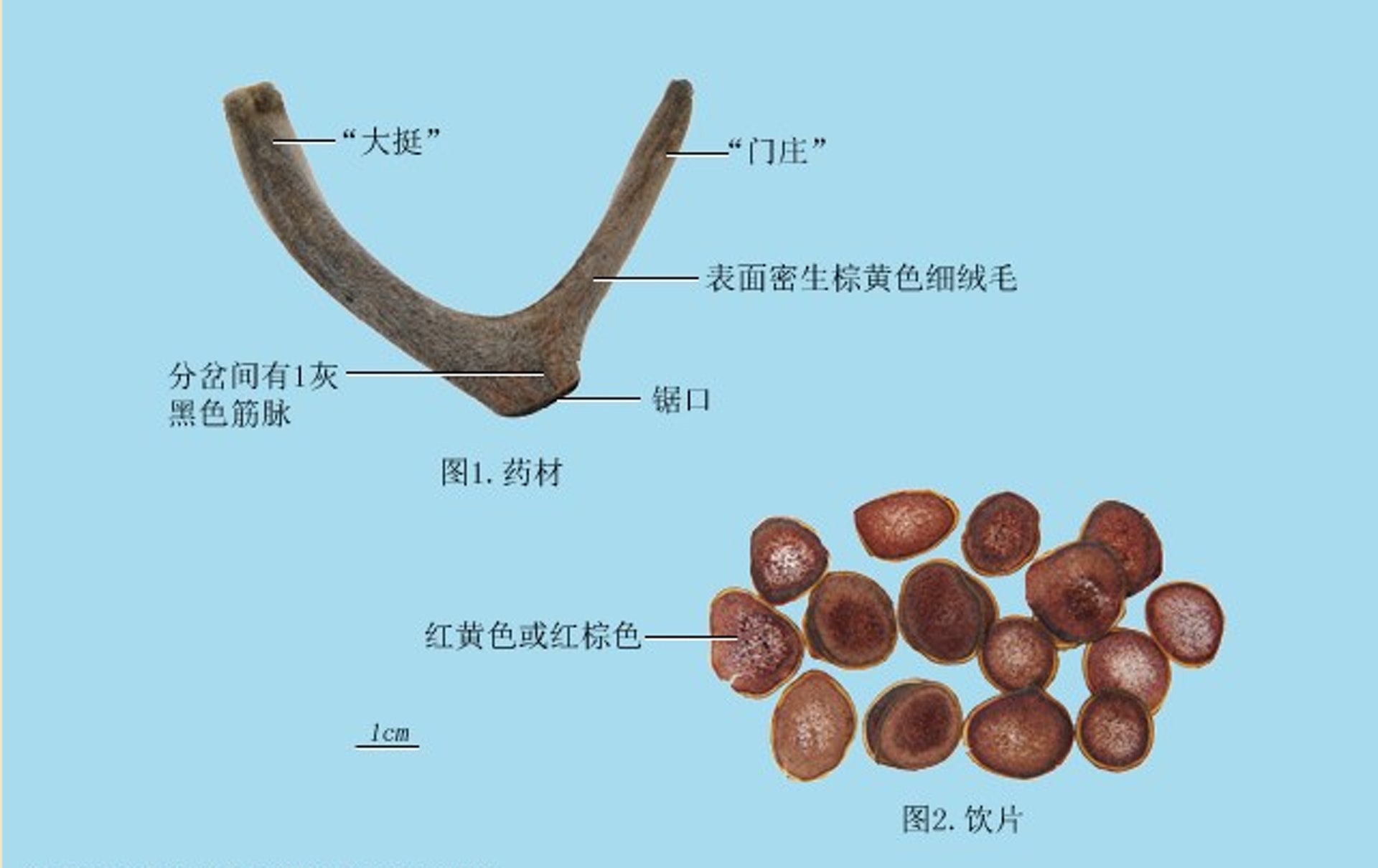 圖片來源：浸大中醫藥學院中藥材數據庫網頁截圖