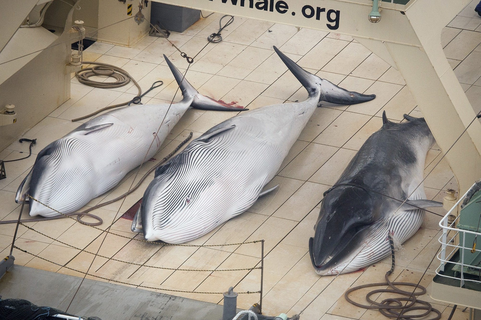 日本以科學研究為名血腥獵殺122條懷孕鯨魚　轉頭賣去餐廳變刺身