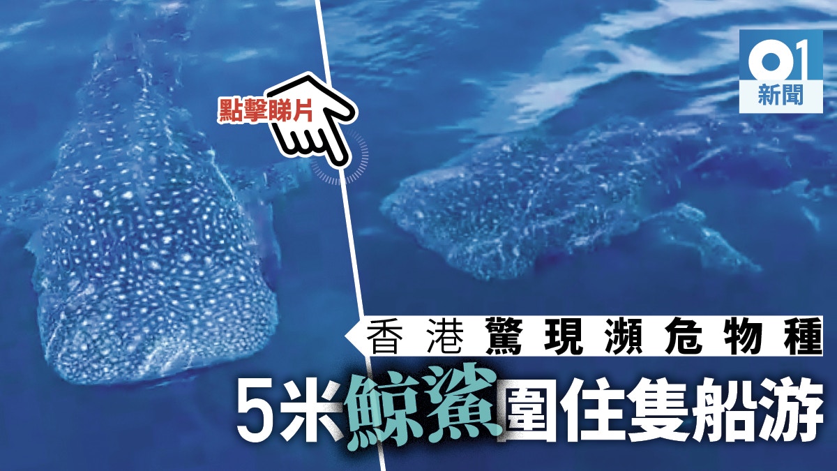 網傳罕見鯨鯊重現本港水域WWF：相信游經香港