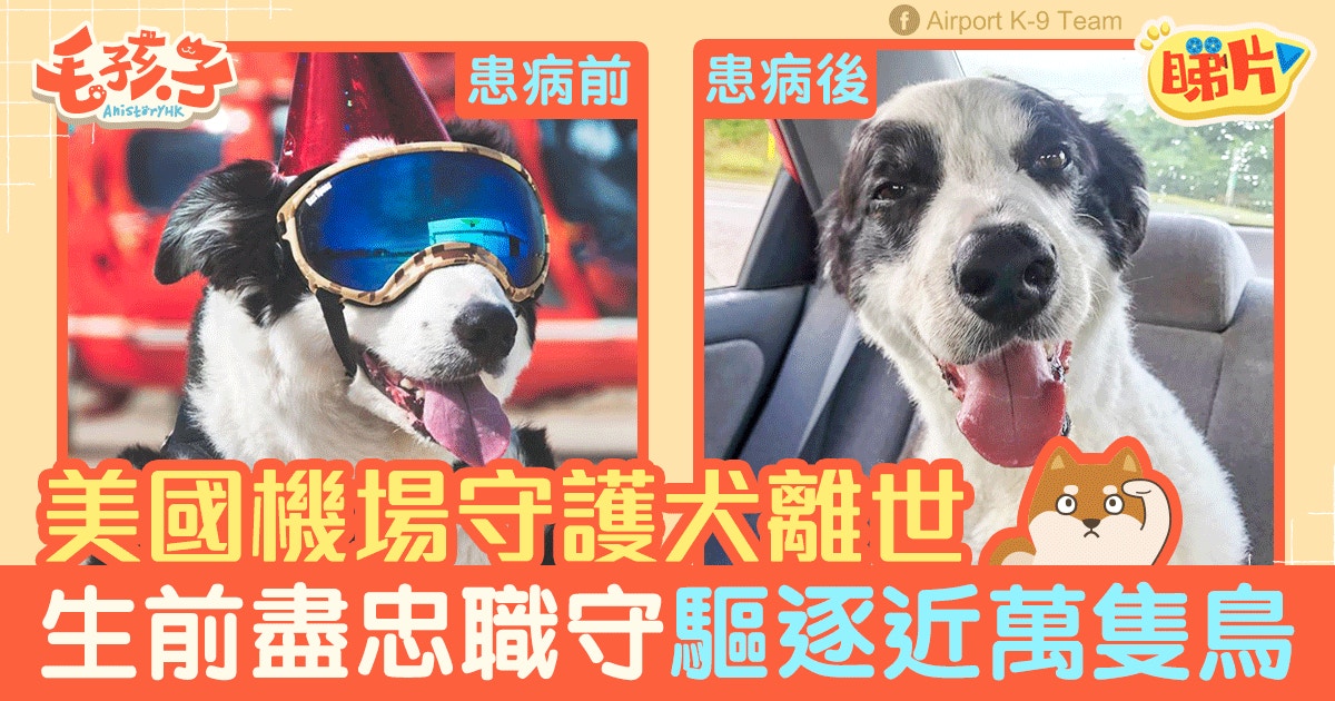 美國機場守護犬3年驅趕逾萬隻禽鳥臨終前堅守崗位 香港01 寵物