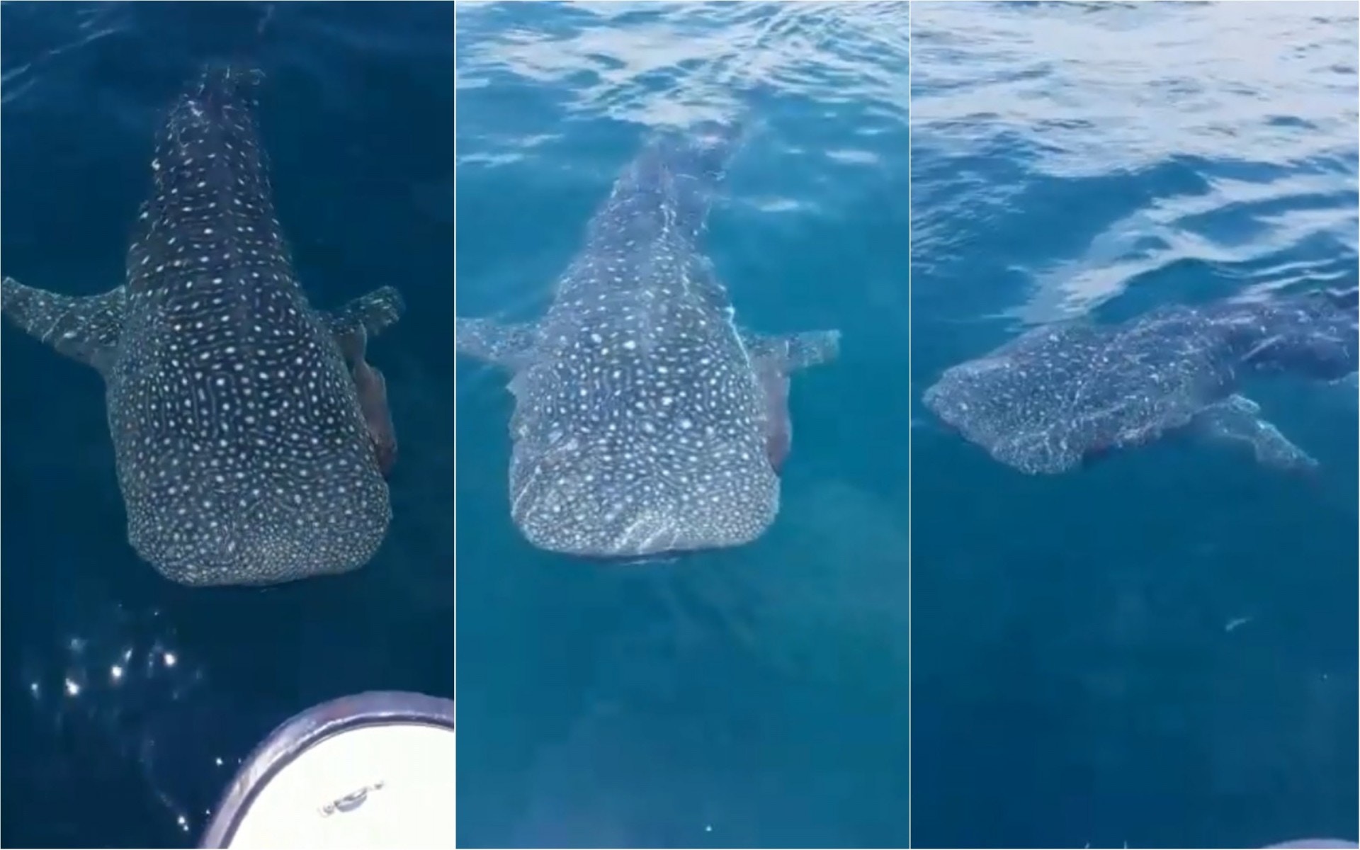 【鯨鯊追蹤】上片者證近日港水域出沒　老漁民憶70年代近岸觀鯊