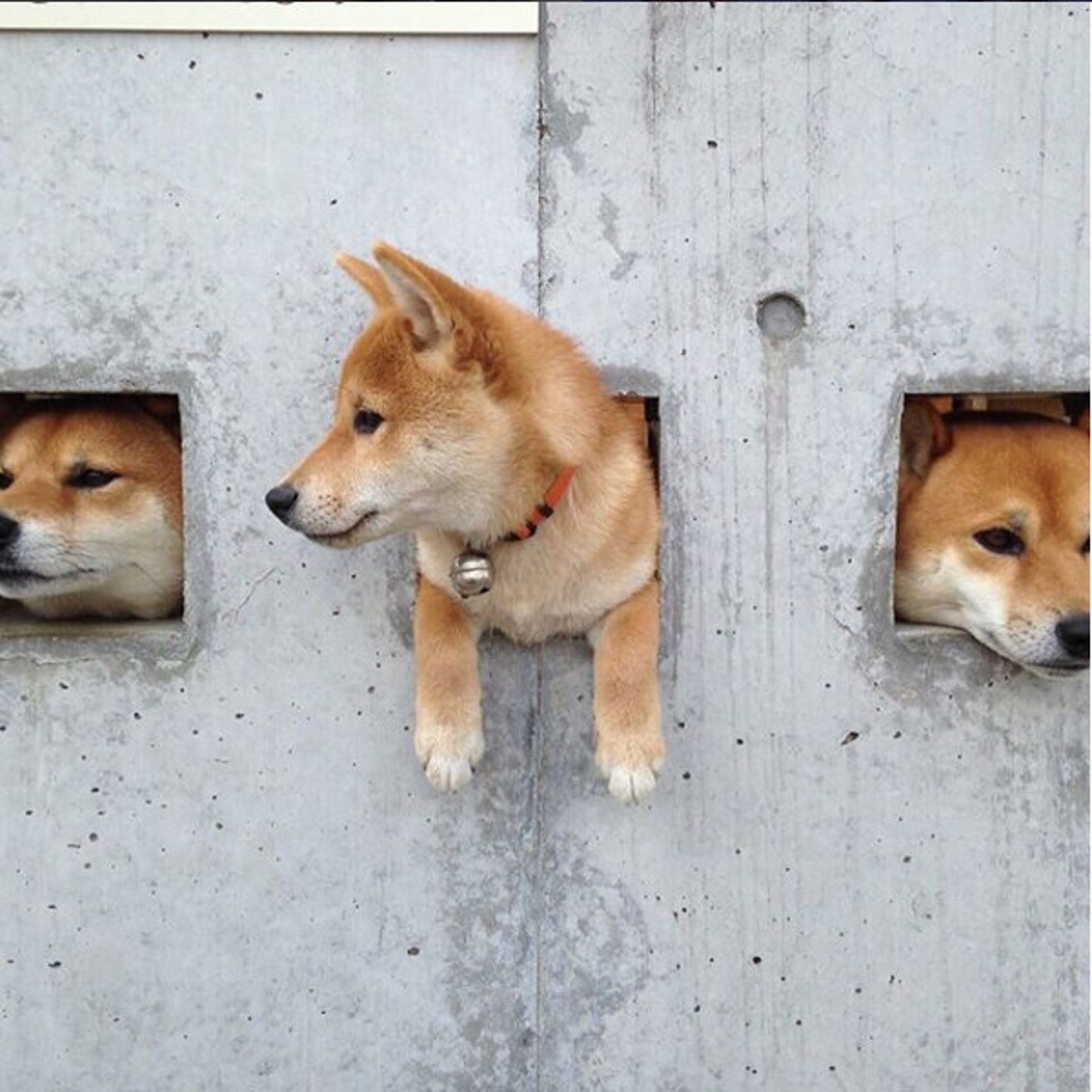 å³¶å䏿´ç¬ç大åï¼ä½ æ²å¯è½æ²è½éå§ï¼(kotamamefukuï¼ instagram)