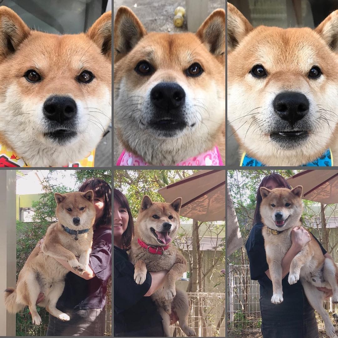 ä¸é»æ´ç¬é½é·å¾å¾ä¼¼ï¼å¹¸å¥½æé ¸åå¯ä½è¾¨èªã(kotamamefukuï¼ instagram)