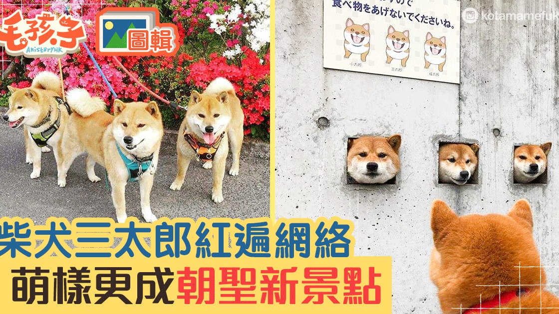 萌寵充電站 牆身探出三個萌樣爆紅島原三柴犬終於有官方ig 香港01 寵物 萌寵充電站 牆身探出三個萌樣爆紅島原三柴犬終於有官方ig 香港01 寵物