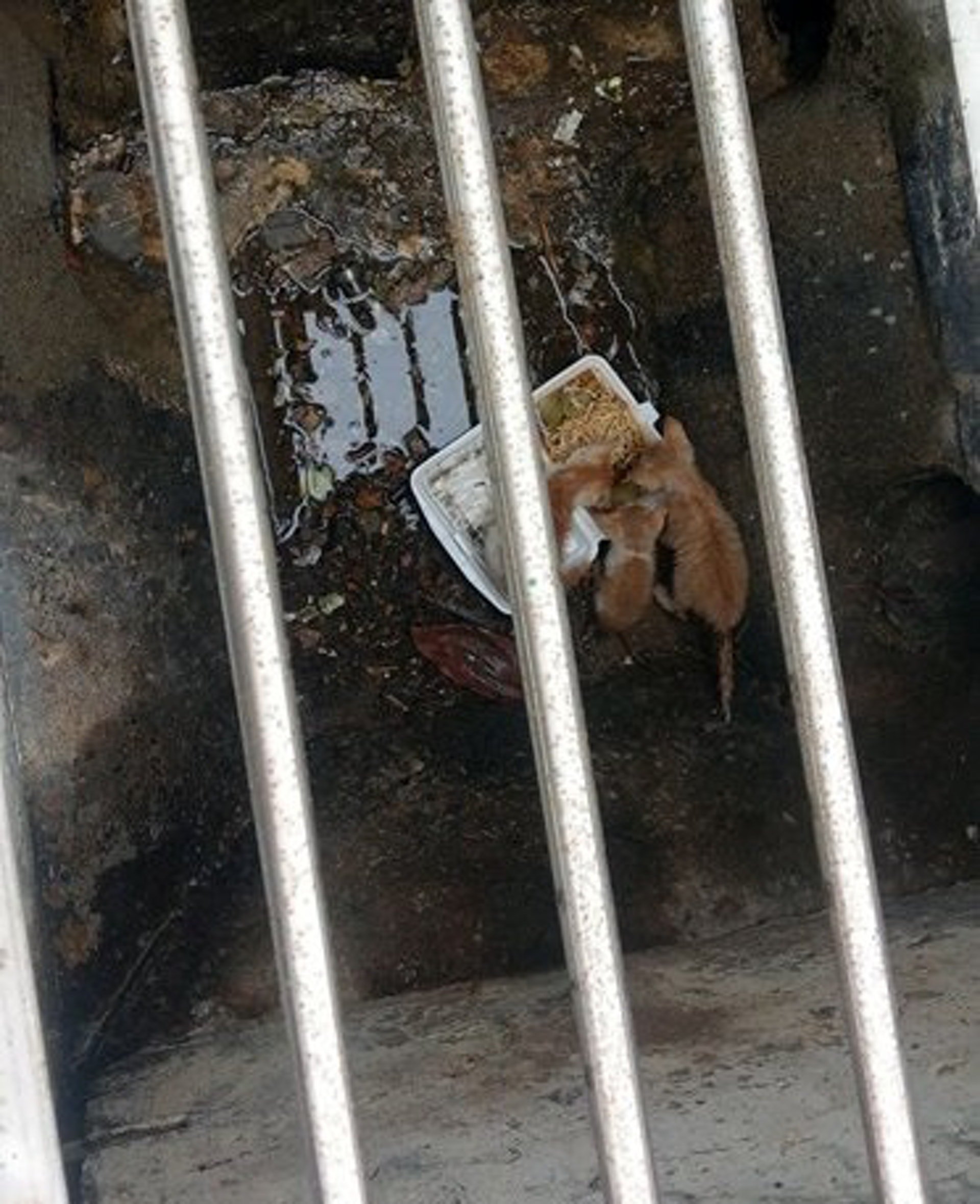 小貓被困渠底,幸得好心人救出。(圖片由受訪者提供)