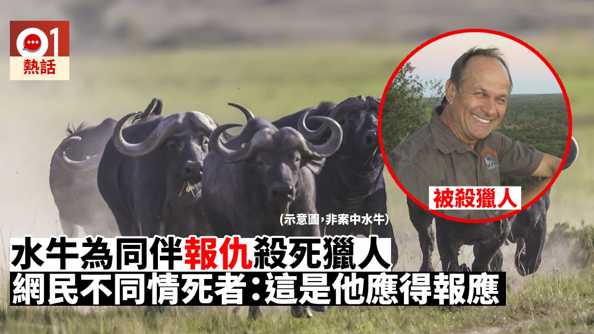 【報應?】獵殺野生水牛 獵人抬戰利品上車 遭另一水牛衝出刺斃 【報應?】獵殺野生水牛 獵人抬戰利品上車 遭另一水牛衝出刺斃
